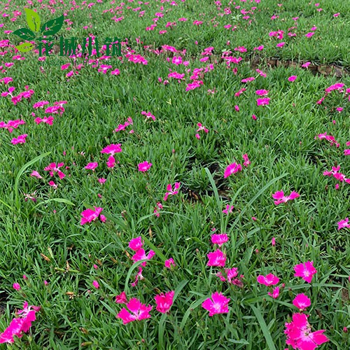 如何讓花木順利過(guò)冬？