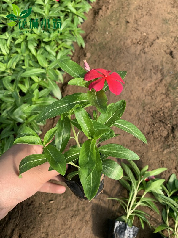 長(zhǎng)春花（天天開(kāi)）