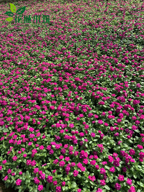 長(zhǎng)春花（天天開(kāi)）
