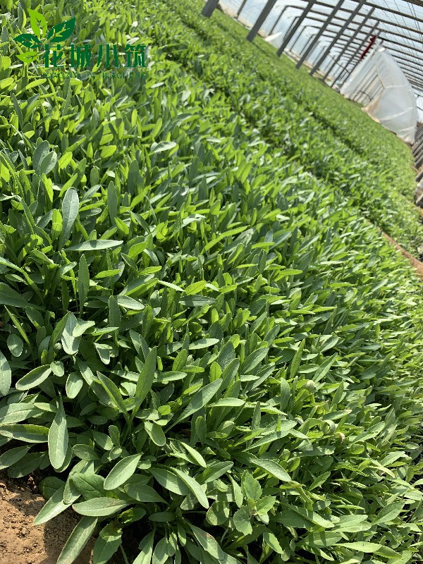 金雞菊