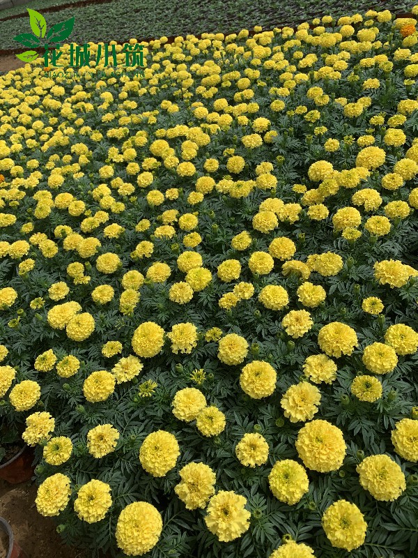 萬(wàn)壽菊