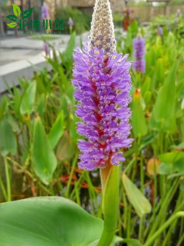 梭魚(yú)草